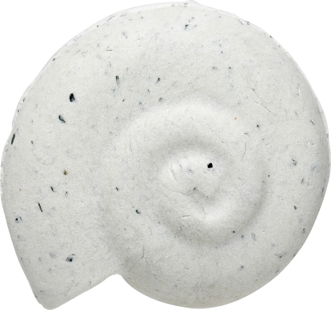 Educational Colours Rock Clay shell fossil