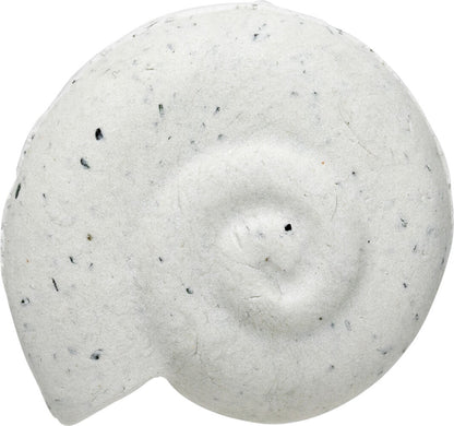 Educational Colours Rock Clay shell fossil